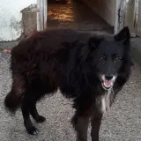 Adopta a Thor