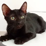 Adopta a Odín