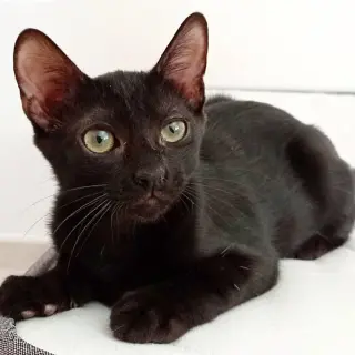 Odín