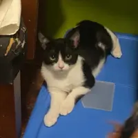 Adopta a Laia Pi