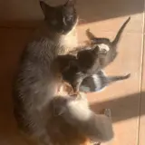 Adopta a Camada Gatitos