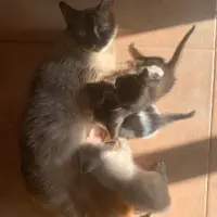 Adopta a Camada Gatitos