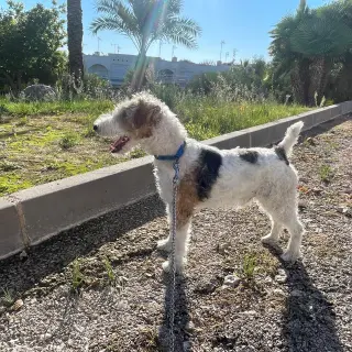 Duke