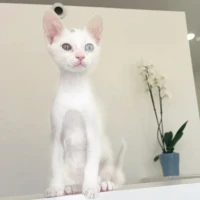 Adopta a Rela