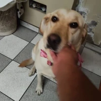 Adopta a Nala