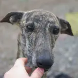 Adopta a Monito