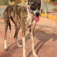 Adopta a Lyra