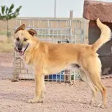 Adopta a Damian