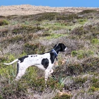 Adopta a Coco