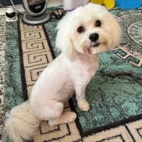 Adopta a Richie