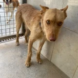 Adopta a Rubio, Perrito Busca Hogar