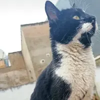 Adopta a Noa Eva
