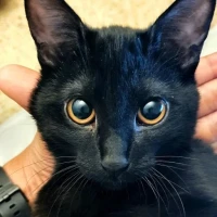 Adopta a Blanca Lamu