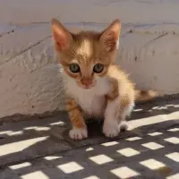 Adopta a Leo