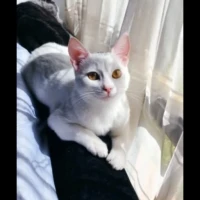 Adopta a Stiwi