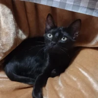 Adopta a Negrita
