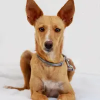 Adopta a Rumba