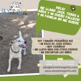 Adopta a Jack