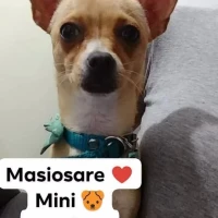 Adopta a Masiosare 😅