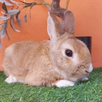 Adopta a Moi ( Bloque A)