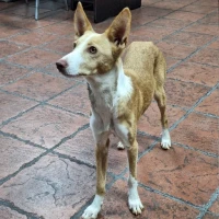 Adopta a Leila