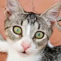 Adopta a Sira