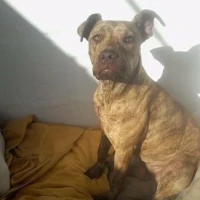 Adopta a Baguira