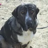 Adopta a Nico