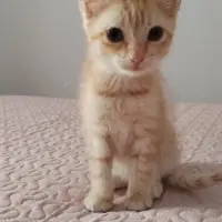 Adopta a Pandora