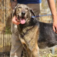 Adopta a Chop