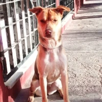 Adopta a Puca