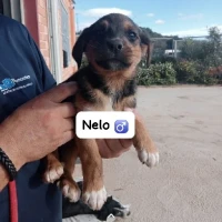 Adopta a Nelo