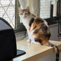Adopta a Bruixeta