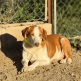 Adopta a Oliver