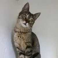Adopta a Kala