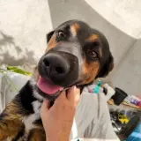Adopta a Argus