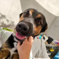 Adopta a Argus