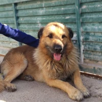 Adopta a Rufus