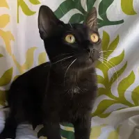 Adopta a Oogway