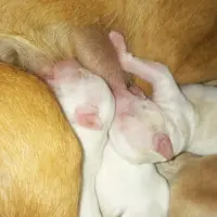 Adopta a Regalo Camada Podencos