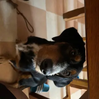 Duki