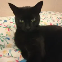 Adopta a Bella