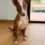 Adopta a Candela