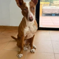 Adopta a Candela