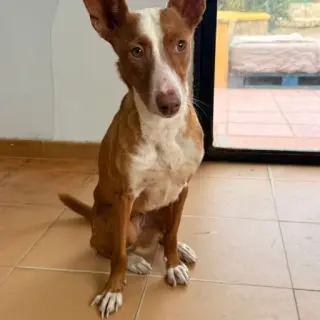 Candela
