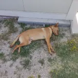 Adopta a Milo