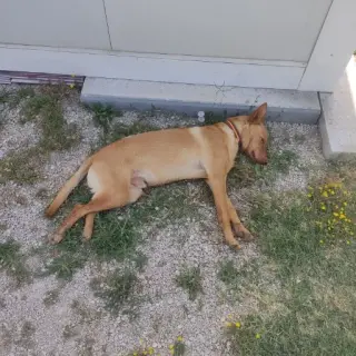 Milo