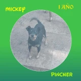 Adopta a Mickey