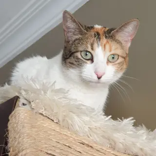 Asia