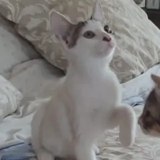 Romi